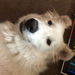 Meet your Posher, Ricci